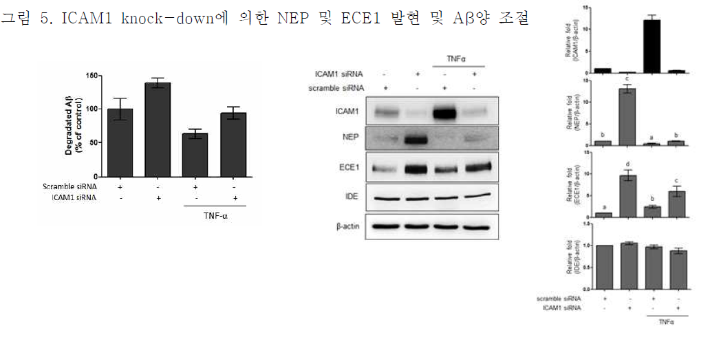 ICAM1 knock-down에 의한 NEP 및 ECE1 발현 및 Aβ양 조절