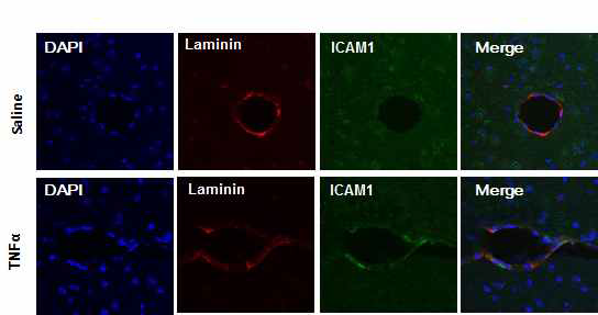 TNF-α 처리된 마우스 (9ug/kg) 뇌미세혈 관 내 ICAM1 발현 변화 관찰 I