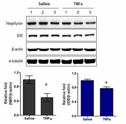 TNF-α 처리된 마우스 cortex내 Aβ degrading enzyme (NEP, IDE) 발현 변화