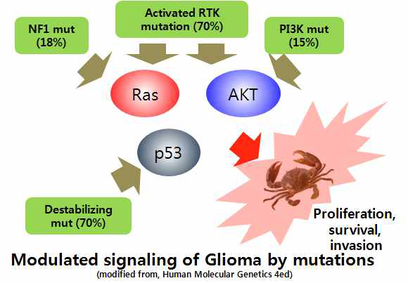 mutations accumulated in Glomas (Human Molecular Genetics 4 ed.)