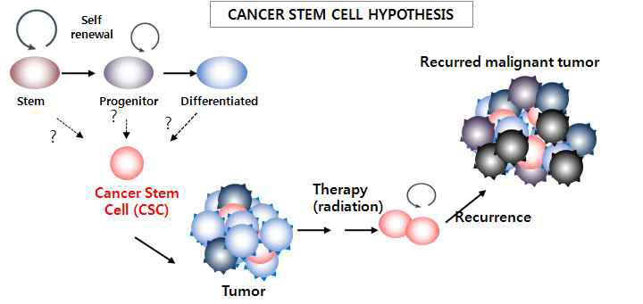 Cancer Stem Cell hypothesis