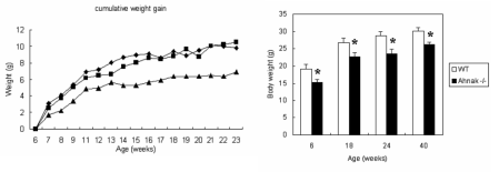 Anak knock out mouse의 주령에 따른 몸무게 증가량(왼쪽)과 몸무게 변화(오른쪽)