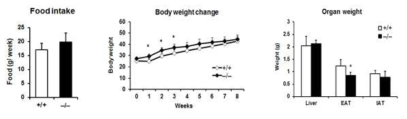 Wild type 생쥐와 비교하여 고지방성 식이 기간 중 SREBP1c KO 생쥐의 식이섭취량, 체중, 장기 무게 측정