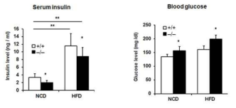고지방성 식이에 의한 SREBP1c KO 생쥐에서 인슐린 수치 감소 및 혈당량 증가