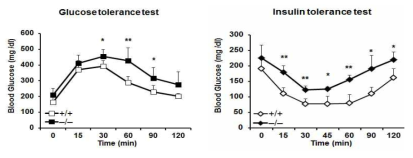 SREBP1c KO 생쥐에서 고지방성 식이 섭취에 따른 인슐린 저항성의 악화