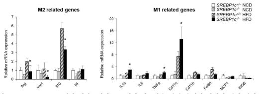 SREBP1c KO 생쥐 지방조직의 SVC에서 염증반응 관련 유전자 발현의 변화 관찰.