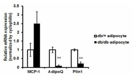 비만 생쥐의 지방세포에서 Plin1 발현 감소