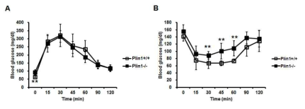 Plin1 KO 생쥐에서의 인슐린 민감도 감소