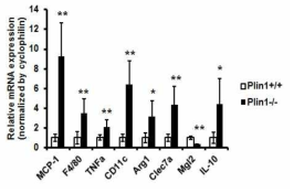 Plin1 KO 생쥐의 지방조직에서 염증반응 관련 유전자의 발현이 높음