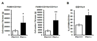 Plin1 KO 지방조직에서 대식세포 수가 증가