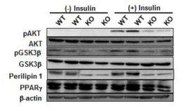 Plin1 결손 지방세포에서의 인슐린 신호전달 감소