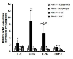 Plin1 결핍 지방세포와의 상호작용으로 대식세포의 면역반응 증가