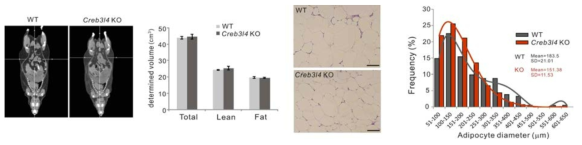 WT과 CREB3L4 KO mice의 고지방식이에 따른 adipocyte size의 차이