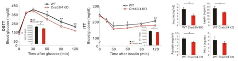 WT과 비교하여 CREB3L4 KO mice에서 개선된 인슐린 저항성 효과