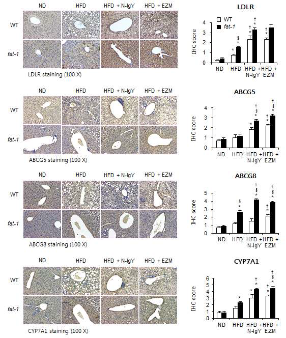 n-3 PUFAs and N-IgY regulate expression of genes associated with cholesterol and bile acid homeostasis in the liver. CYP7A1, ABCG5, ABCG8, and LDLR protein levels were measured by immunohistochemistry.