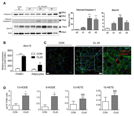 CL316243 의 내장지방에서 지방세포 사멸 효능 및 대식세포에서 Alox15 발현증가에 미치는 영향 평가