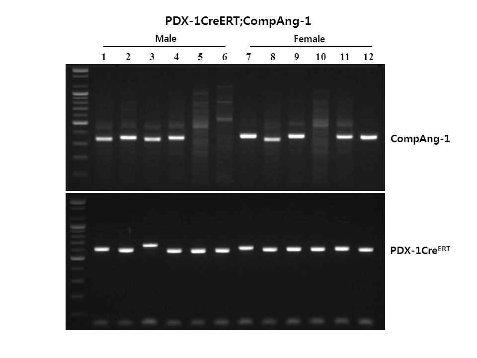 PDX-1CreERTCompAng-1 mouse genotyping