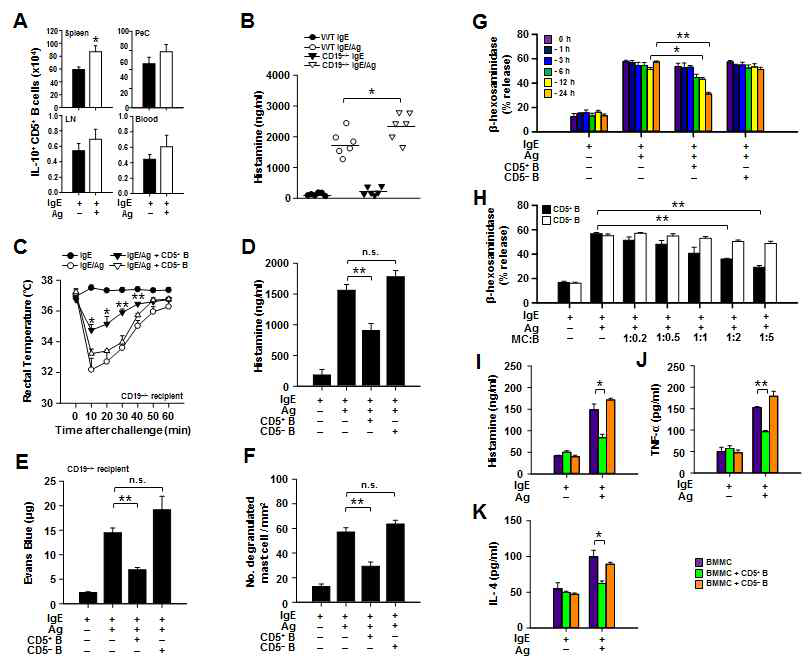 in vivo 및 in vitro 수준에서 CD5+ B 세포에 의한 IgE 매개 마우스 mast cell의 활성 억제 확인