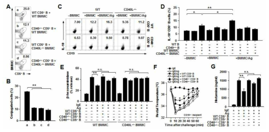 CD40-CD40L 상호작용 의존적인 IL-10 생산 조절 B 세포의 비만세포 활성 및 아나필락시스 조절 기능