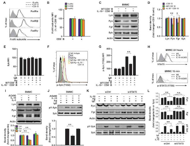 CD5+ B 세포 유래의 IL-10으로 인한 mast cell의 활성화 억제는 Fyn과 Fgr의 발현 억제와 Syk 예하 신호전달 기전 조절 효과
