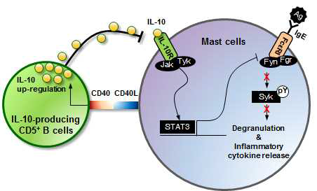 IgE/Ag 결합으로 활성화된 mast cell과 CD5+ B 세포간의 CD40-CD40L 신호전달기전 및 CD5+ B 세포 유래 IL-10에 의한 mast cell 내 Fyn/Fgr/Syk의 신호전달기전 조절
