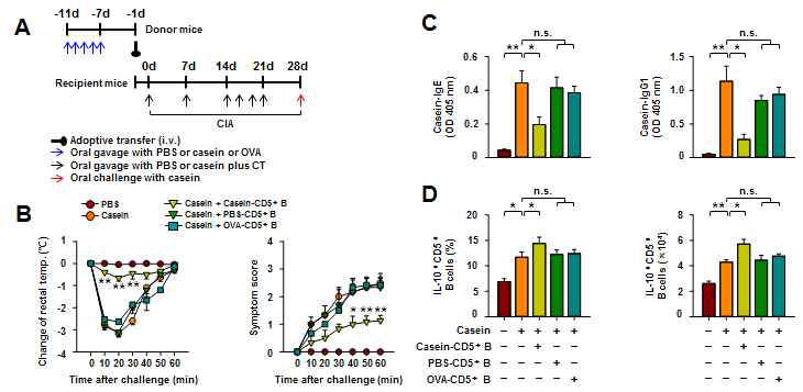 Casein 매개의 우유 알레르기 반응에서 알레르겐 특이적인 CD5+ B 세포의 활성을 통한 질환 억제 기능 확인
