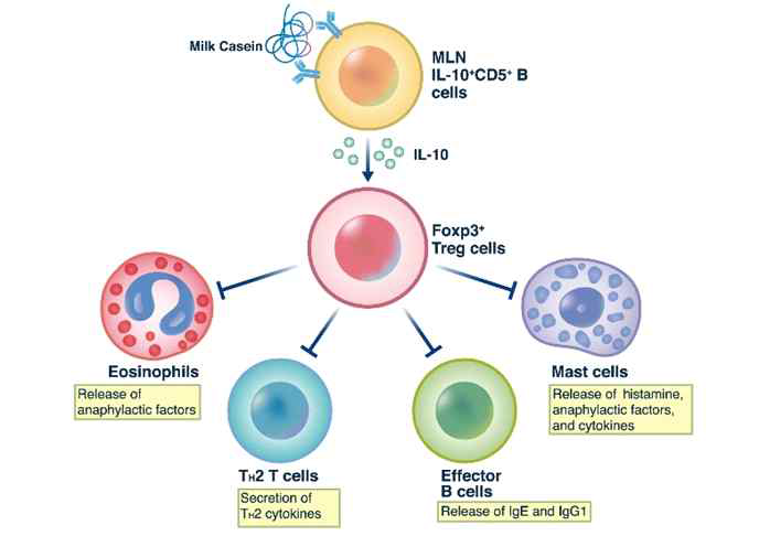 우유 알레르기 질환동물모델에서 IL-10 생산 CD5+ 조절 B 세포는 조절 T 세포를 활성화 시켜 기반 effector 세포 및 알레르기 반응 등에 대한 면역관용을 유도하는 것으로 규명함