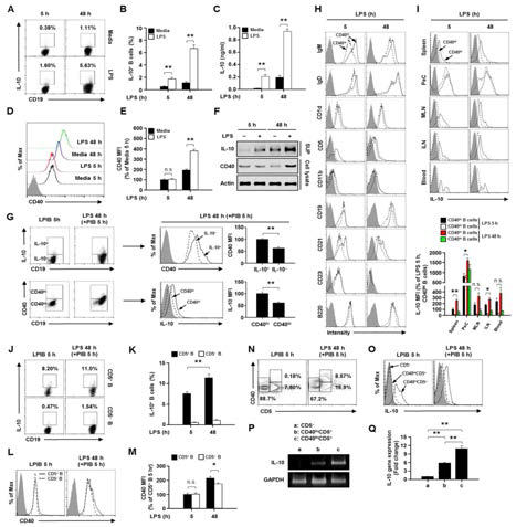 LPS 자극 매개한 CD40 발현 의존적인 IL-10 생산 조절 B 세포의 활성화 및 activated 조절 B 세포의 표현형 규명