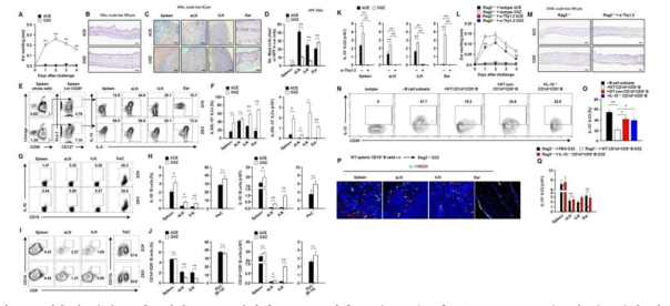 접촉성 과민증 염증질환 동물모델에서 IL-10 생산 조절 B 세포와 주요 effector 세포의 분포변화 및 조절 B 세포에 의한 ILC2 세포의 활성 억제 확인