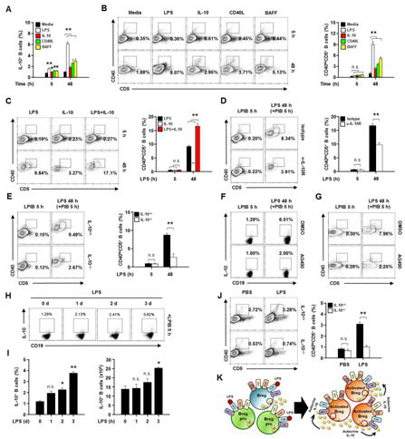 Autocrine IL-10에 의한 activated CD40hiCD5+ B 세포의 활성화 및 IL-10 생산 기능의 조절