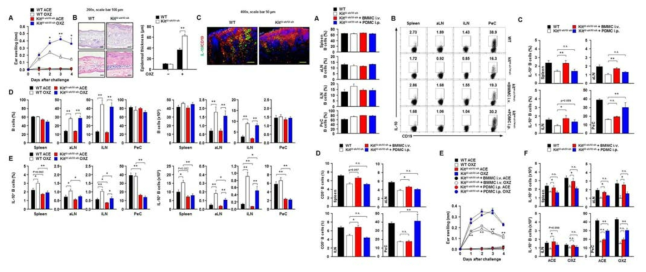접촉성 과민증 염증질환 동물모델에서 비만세포 결핍으로 인한 IL-10 생산 조절 B 세포의 분포 변화