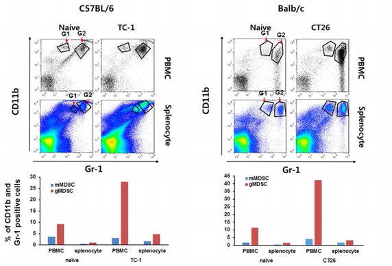 TC-1 및 CT-26 암세포가 주입된 생쥐에서의 MDSC 변화