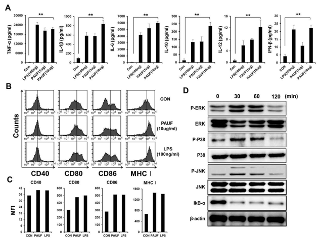 PAUF 단백질의 수지상 세포 성숙, 활성, 공통 TLR 신호전달 경로 활성