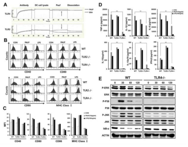 실험관내 TLR4 의존적인 PAUF 중개의 수지상 세포 활성과 성숙