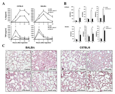 생체 내 LPS 투여 후 Annexin A5 처리에 의한 혈청내 싸이토카인 감소 및 조직 손상 감소