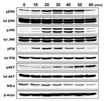 5ug의 재조합 API5 단백질을 수지상세포에 처리 후 시간대별 수지상세포 활성화에 의한 Map kinase(p38, ERK, JNK) 인산화 정도