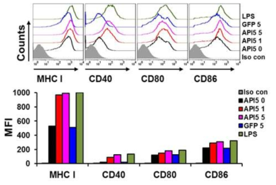 재조합 API5 단백질 처리 후 수지상세포 성숙화에 의한 MHC I 및 Co-stimulatory factor 증가