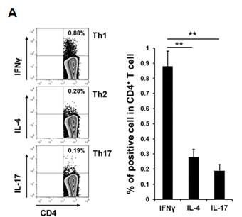 API5 단백질과 Ovalbumin의 동시투여 후 비장 세포에 MHC II에 loading되는 pepetide 자극 후 Th 반응 (Th1: IFN-γ, Th2: IL-4 및 Th17: IL-17)을 flow cytometry를 이용하여 측정