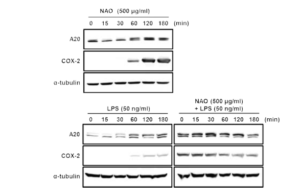 NAO, LPS 처리 및 NAO 전처리에 의한 A20, COX-2 발현 변화