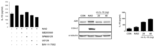 TLR4 신호전달 저해제에 의한 그림 50. IL-10에 의한 A20, COX-2, IL-10 발현 변화 NAO-매개 IL-10 발현 변화
