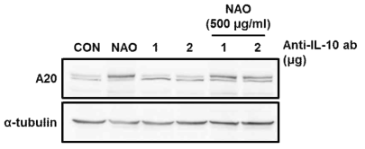 항-IL-10 항체 처리 및 NAO 전처리에 의한 A20 발현 변화