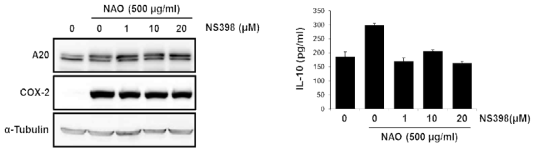 COX-2 저해제 처리 및 NAO 전처리에 의한 A20, COX-2, IL-10 발현 변화