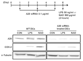 DCs에서 A20 siRNA 처리에 의한 A20, COX-2 발현 변화