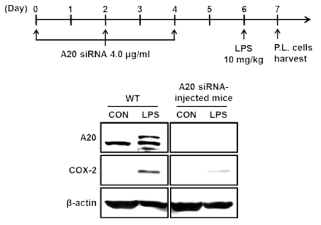 LPS-매개 마우스 패혈증 모델에서 A20 siRNA 처리에 의한 A20, COX-2 발현 변화