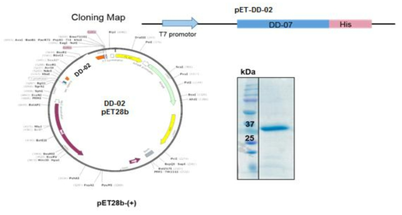 DD-02단백질의 Cloning 및 정제