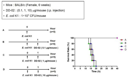 대장균 기반 패혈증 마우스모델에서 DD-02의 생존율 효과 분석