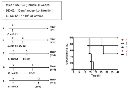 대장균 기반 패혈증 마우스모델에서 DD-02의 투입 시간 적정성 분석
