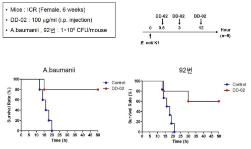 A.baumanii 및 항생제 내성 A.baumanii 균 (92번) 감염시 DD-02의 치료효과 분석