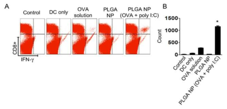 PLGA 나노입자로 성숙된 수지상 세포를 쥐에 주사한 후, 쥐에서 유도되는 세포 살상용 IFN-γ+ CD8+T 세포가 활성화되는 것을 확인