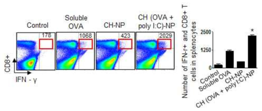 키토산 나노입자를 주사 후 쥐에서 유도되는 세포 살상용 IFN-γ+ CD8+ T 세포가 활성화되는 것을 확인